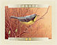 Canada Warbler Cardellina canadensis  2000 Birds of Canada Booklet, sa