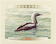 Pacific Loon Gavia pacifica  2000 Birds of Canada Booklet, sa