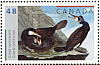 Great Cormorant Phalacrocorax carbo  2003 Audubon 