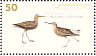 Stilt Sandpiper Calidris himantopus  2005 Audubon 