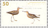 Stilt Sandpiper Calidris himantopus