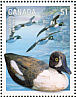 Barrow's Goldeneye Bucephala islandica  2006 Duck decoys Sheet
