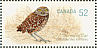 Burrowing Owl Athene cunicularia