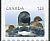Common Loon Gavia immer  2012 Baby animals 4v set, sa