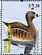 Pied-billed Grebe Podilymbus podiceps