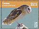 American Barn Owl Tyto furcata