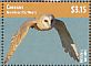 American Barn Owl Tyto furcata