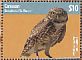 Burrowing Owl Athene cunicularia  2014 Owls of the Caribbean  MS