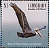 Brown Pelican Pelecanus occidentalis  2019 Brown Pelican Sheet