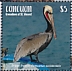 Brown Pelican Pelecanus occidentalis