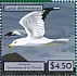 Ring-billed Gull Larus delawarensis  2021 Seabirds Sheet