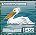 American White Pelican Pelecanus erythrorhynchos  2021 Seabirds Sheet