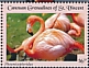 American Flamingo Phoenicopterus ruber