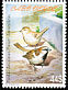 House Sparrow Passer domesticus  2005 Birds 