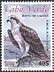 Western Osprey Pandion haliaetus  2008 Birds of prey 