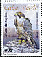 Peregrine Falcon Falco peregrinus  2008 Birds of prey 