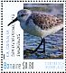 Sanderling Calidris alba  2016 Birds of Bonaire Sheet