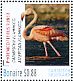 American Flamingo Phoenicopterus ruber  2016 Birds of Bonaire Sheet