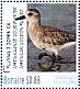 American Golden Plover Pluvialis dominica  2016 Birds of Bonaire Sheet