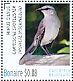 Tropical Mockingbird Mimus gilvus