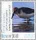 Semipalmated Sandpiper Calidris pusilla  2016 Birds of Bonaire Sheet