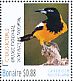 Venezuelan Troupial Icterus icterus