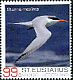 Royal Tern Thalasseus maximus