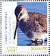Stilt Sandpiper Calidris himantopus  2018 Birds of Bonaire Sheet