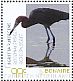 Reddish Egret Egretta rufescens