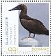 Brown Booby Sula leucogaster  2018 Birds of Bonaire Sheet