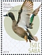 Blue-winged Teal Spatula discors