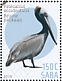 Brown Pelican Pelecanus occidentalis  2019 Birds (Saba) Sheet