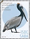 Brown Pelican Pelecanus occidentalis