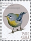 Northern Parula Setophaga americana