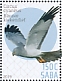 Hen Harrier Circus cyaneus  2019 Birds (Saba) Sheet