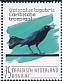 Carib Grackle Quiscalus lugubris  2020 Birds (Bonaire) 