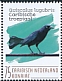 Carib Grackle Quiscalus lugubris