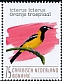 Venezuelan Troupial Icterus icterus