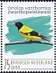 Black-hooded Oriole Oriolus xanthornus  2020 Birds (Saba) 