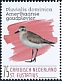 American Golden Plover Pluvialis dominica  2020 Birds (St Eustatius) 