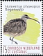 Eurasian Whimbrel Numenius phaeopus  2020 Birds (St Eustatius) 