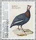 Helmeted Guineafowl Numida meleagris  2021 Birds (Bonaire) 2021 Sheet