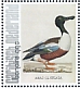 Northern Shoveler Spatula clypeata  2021 Birds (Bonaire) 2021 Sheet