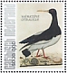 Eurasian Oystercatcher Haematopus ostralegus  2021 Birds (Saba) 2021 Sheet