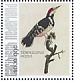Middle Spotted Woodpecker Dendrocoptes medius  2021 Birds (Saba) 2021 Sheet