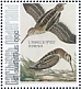 Jack Snipe Lymnocryptes minimus