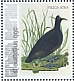 Eurasian Coot Fulica atra