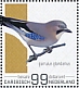 Eurasian Jay Garrulus glandarius