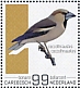 Hawfinch Coccothraustes coccothraustes