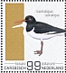 Eurasian Oystercatcher Haematopus ostralegus